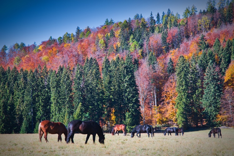 na Veľkej lúke (Muránska planina)