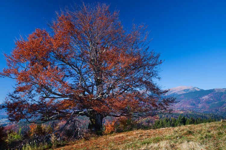 Nízke Tatry