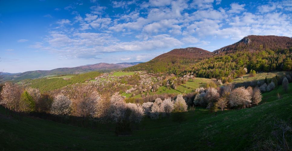 panoráma čerešňových sadov v Brdárke