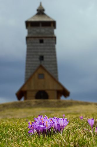 šafrany pod vyhliadkovou vežou