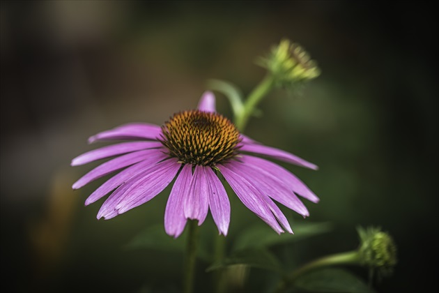 Echinacea