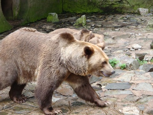 Smutná medvedica v ZOO