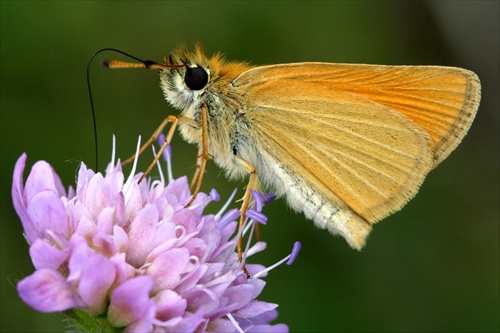 Thymelicus lineola