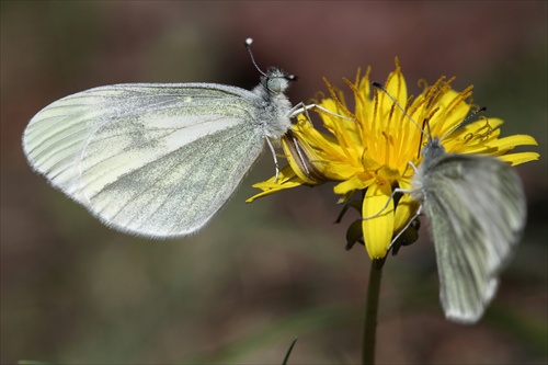 Leptidea sinapis