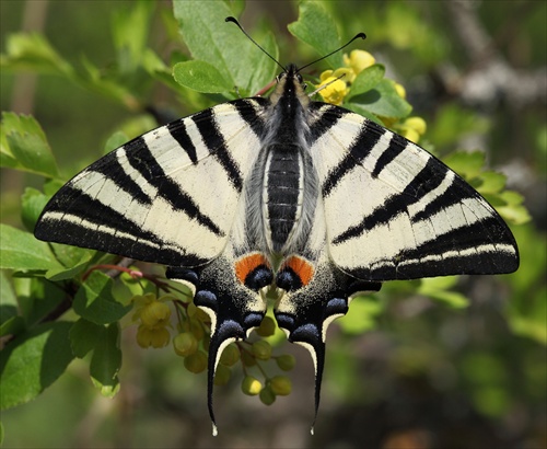 Iphiclides podalirius