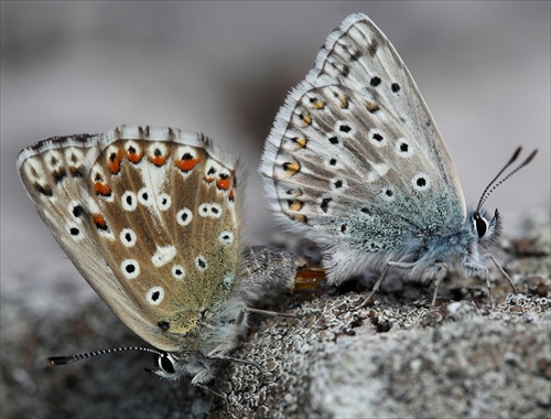 Polyommatus slovacus