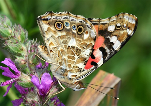 Vanessa cardui