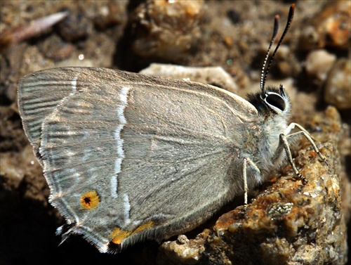 Neozephyrus quercus