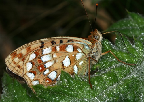 Argynnis adippe