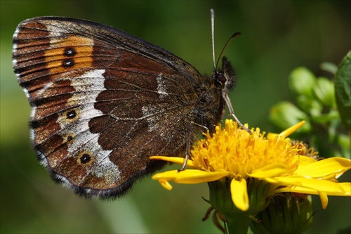 Erebia ligea