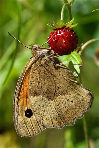 Maniola jurtina