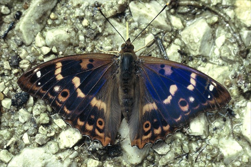 Apatura ilia