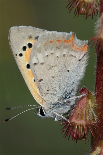 Lycaena phlaeas