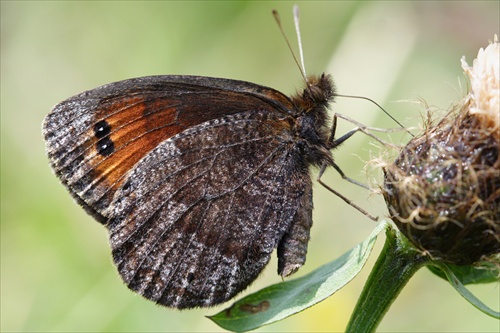 Erebia pronoe