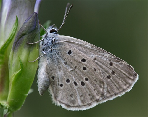 Maculinea rebeli