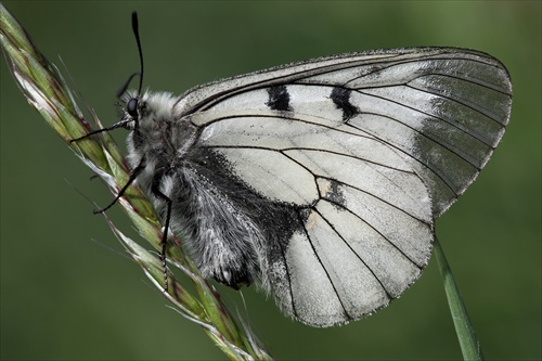 Parnassius mnemosyne