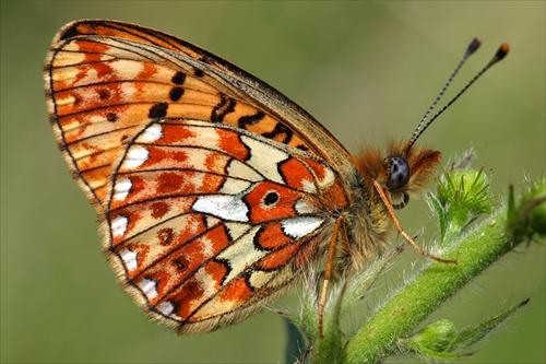 Boloria euphrosyne