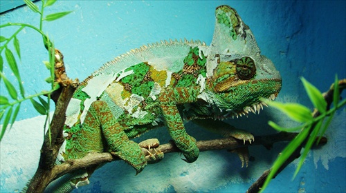 chameleon