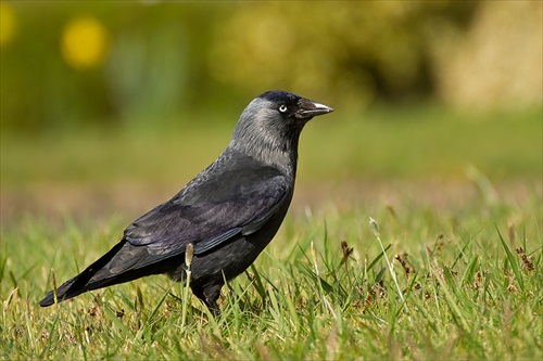 Jackdaw