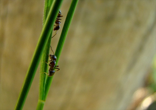mravčeky