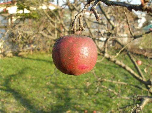 Škaredé káčatko