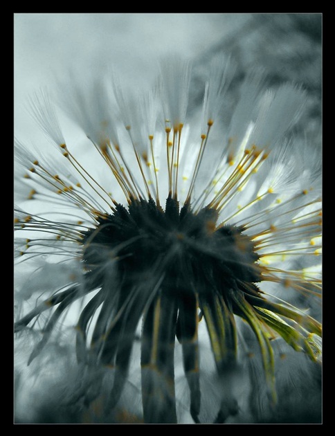 Taraxacum 2