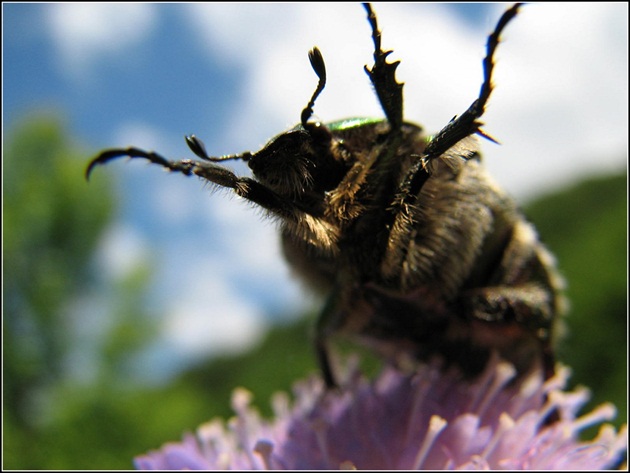 Cetonia aurata