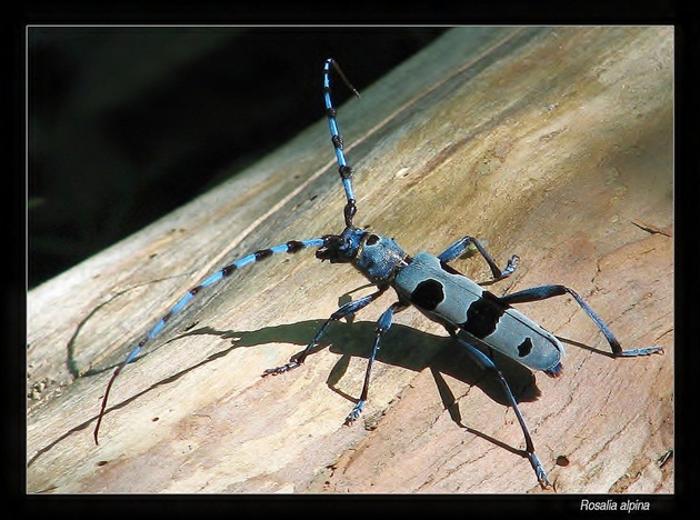 Rosalia alpina