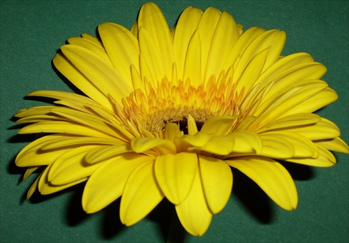 gerbera