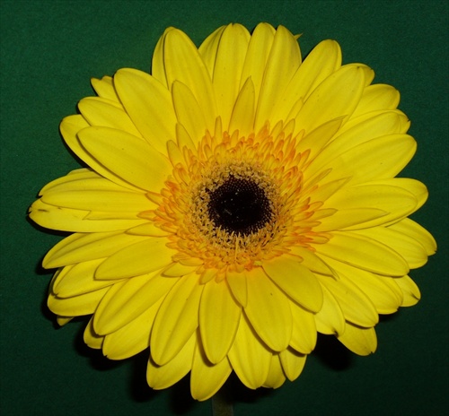 gerbera