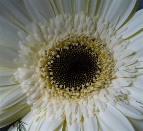 gerbera