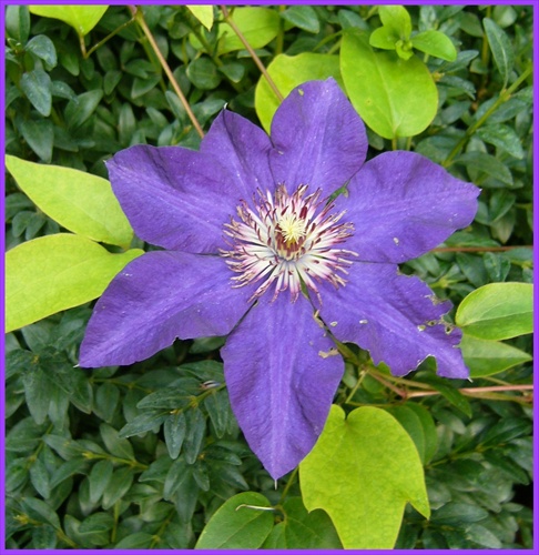 clematis