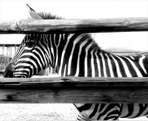 Zebra