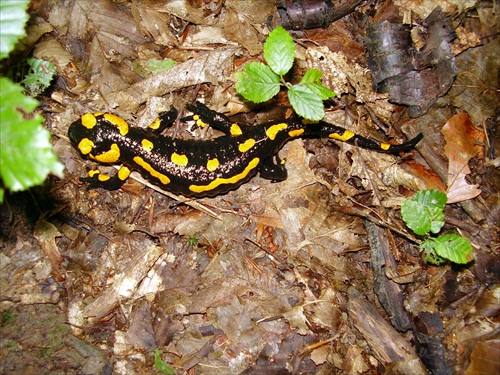 Salamandra