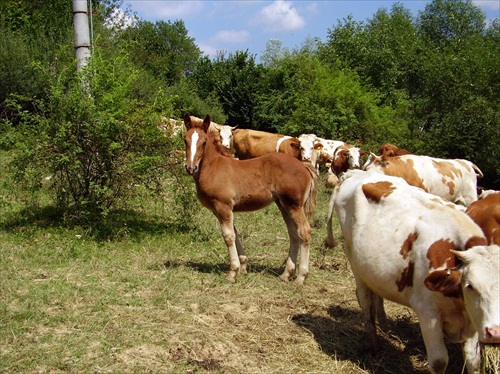 Z iného stáda