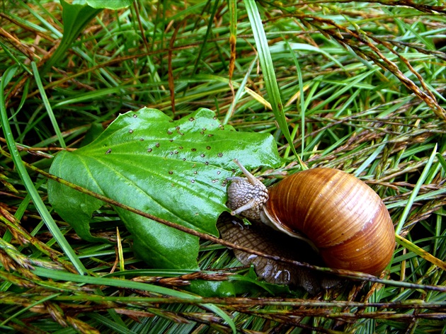 Pažravec.