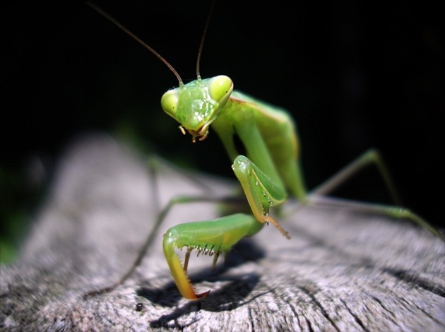 Mantis religiosa