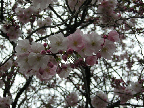 Sakura