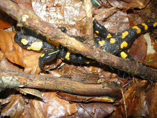 Salamandra škvrnitá