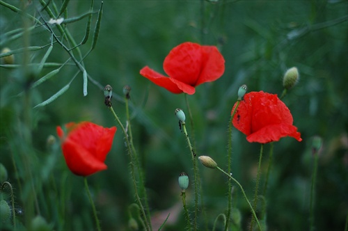 Belleza en el campo