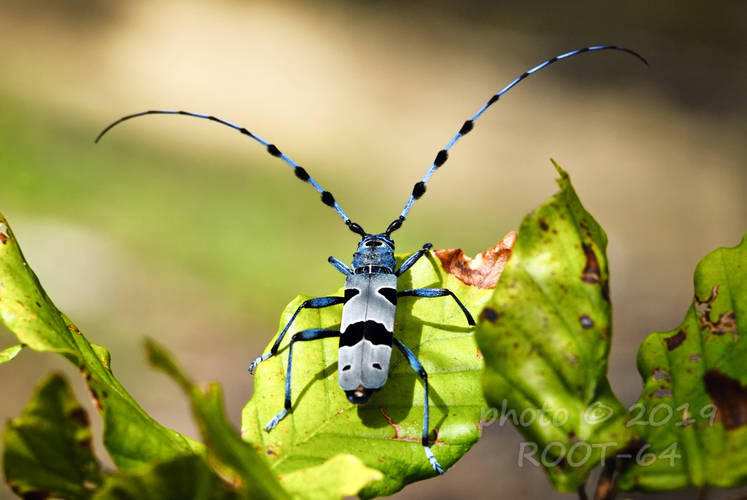 fuzáč alpský - Rosalia alpina