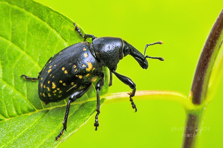 Liparus glabrirostris - tvrdoň deväťsilový