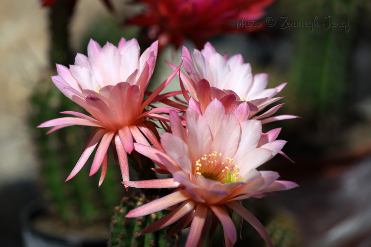 Kaktusový kvet