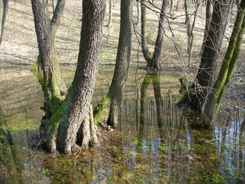 predjarie v jelšine