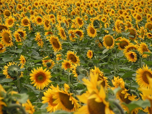 sunflowers