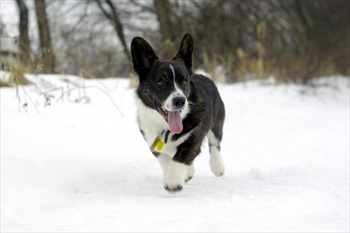 Welsh corgi cardigan