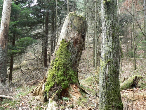 Starý pňak.