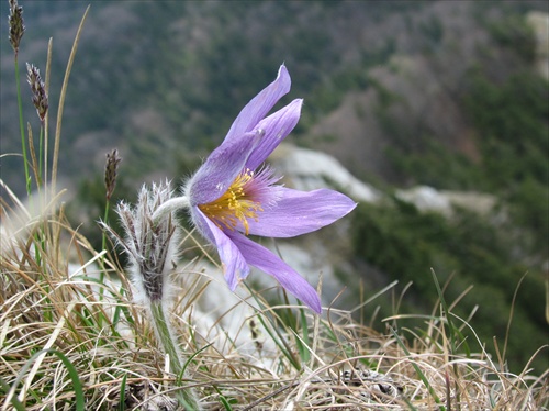 Poniklec Slovenský