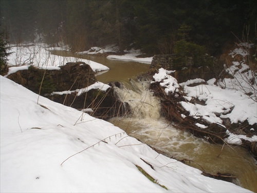 biela (snehova) orava