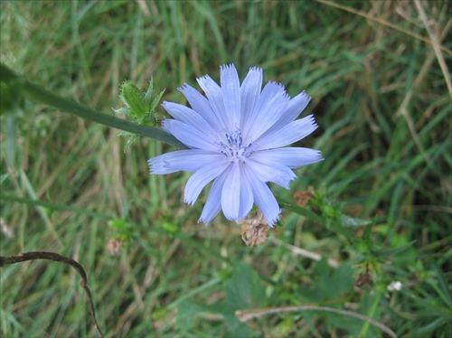 Kvet čakanky.